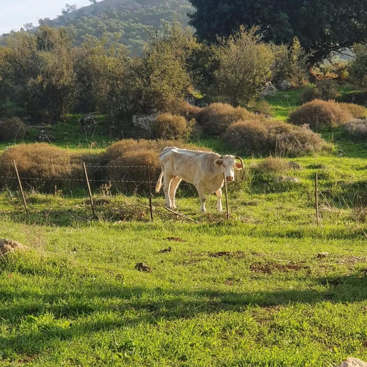 זריחה למרגלות הגלבוע Villa Nurit Buitenkant foto